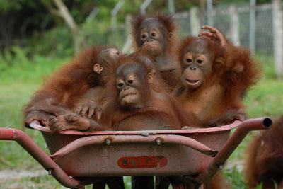 Borneo Orangutan Survival Australia (BOS)